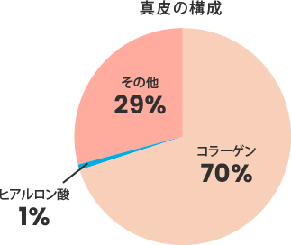 真皮の構成