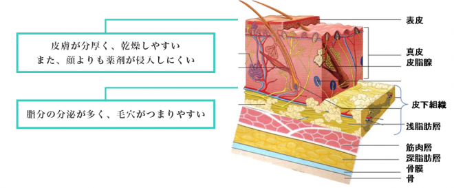 ニキビは皮脂の過剰な分泌や、アクネ菌、マラセチア菌といった菌の繁殖、ホルモンバランスなど原因は人によってそれぞれ異なります