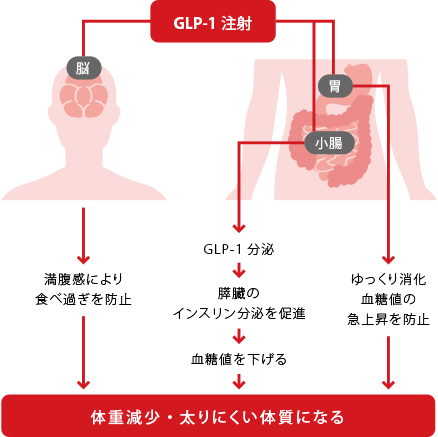 Glp 1メディカルダイエット 内服薬 注射 美容皮膚科 銀座よしえクリニック 公式 東京