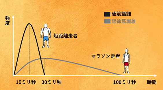 遅筋繊維（緩徐筋繊維）と速筋繊維を刺激して鍛える