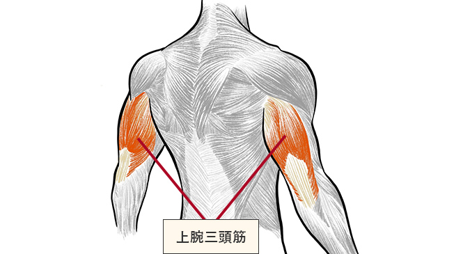 上腕二頭筋