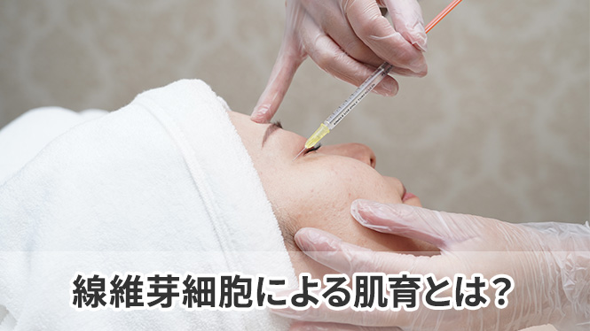 線維芽細胞による肌育とは?