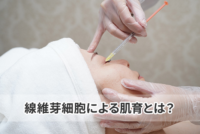 線維芽細胞による肌育とは?年齢肌の土台から整える再生医療という選択肢