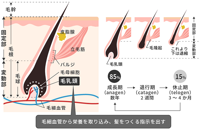 毛根は再生できる？発毛のカギを握る毛根について医師が解説します