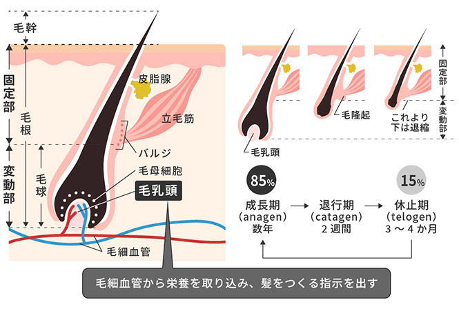 毛根は再生できる？発毛のカギを握る毛根について医師が解説します