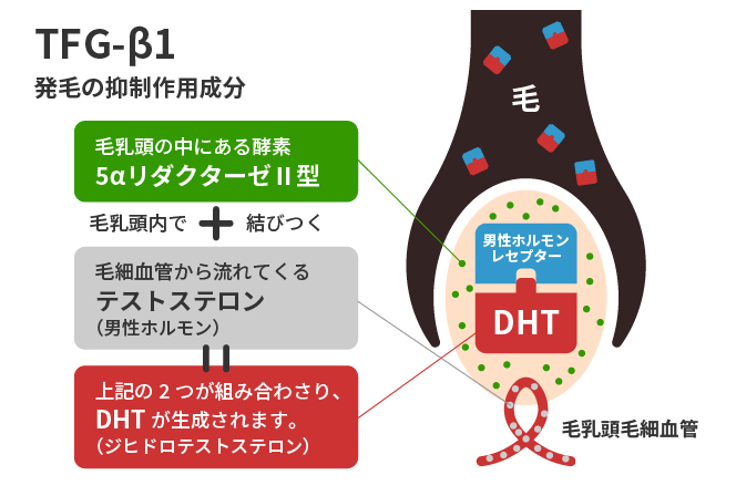 TGF-β1発毛の抑制作用成分