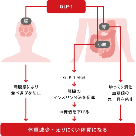 GLP-1ダイエットについて